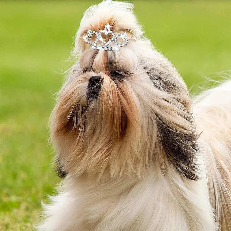 Bling zarten Kristall Hund Haa – Pet Supplies York Bewertung und Preis