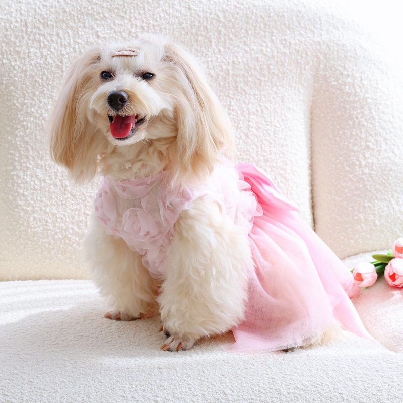 Frühling Sommer Dünner Prinzes – Pet Supplies York Bewertung und Preis
